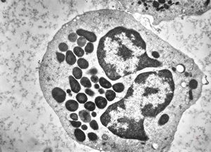 blood … eosinophilic granulocyte